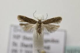Image result for Bryotropha senectella