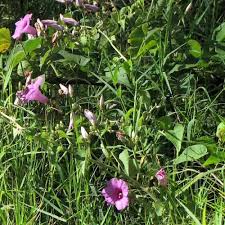 Image result for Discopodium penninervium