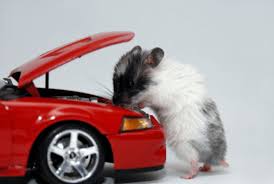 We did not find results for: How To Keep Mice Out Of Vehicles X Pest