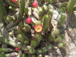 These cacti are light green, and grow desertusa.com: Cactus Wryheat