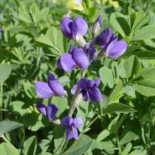 Image result for Indigofera oxalidea