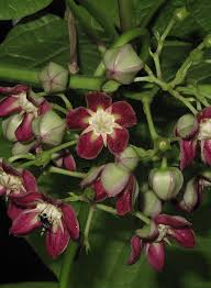 Image result for Mondia ecornuta