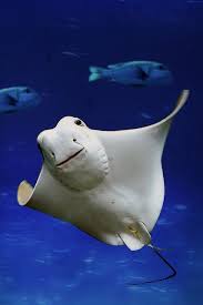 Boo Animals Ocean Animals Underwater Creatures
