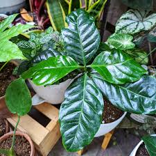Image result for Coffea sp. A