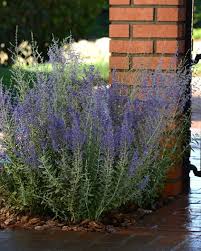 Check spelling or type a new query. Russian Sage How To Plant And Care For Russian Sage Garden Design