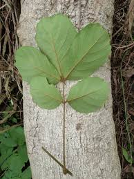 Image result for Leptoderris harmsiana