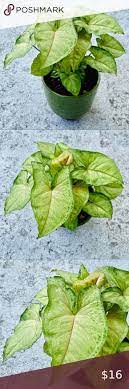 Syngonium Berry Allusion Arrow Head Live Plant Plants Live Plants Air Purifying Plants