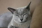 Gray Mark Traditional Burmese and Bombay Cats