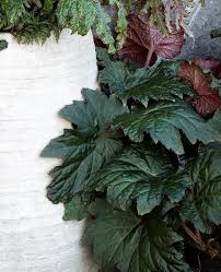 Image result for Begonia nyassensis