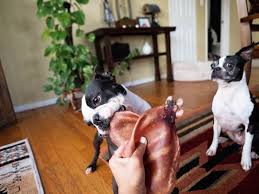 That is, however, as long as they come from a reputable brand. Are Pig Ears Safe For Dogs Maggielovesorbit Com