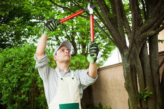 Trim or Remove? Tree Trimming Costs in Pass Christian, MS