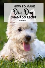 Diy Dry Dog Shampoo Homemade Recipe The Whoot In 2020 Dog Shampoo Dry Dog Shampoo Homemade Dog Shampoo