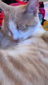 Cleaning Time Video Yavru Kediler Kedi Kedicik