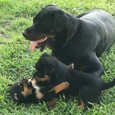 Full akc registration with a life time health guarantee, no cancer nor hip nor heart issues in any of my bloodlines,. Virginia Healthy Rottweiler Puppies Available For Sale Pets And Animals In Virginia Norfolk