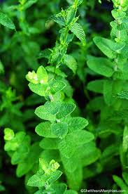 Do you have some extra herbs, and you do know what to do with them? Tips For Growing Mint