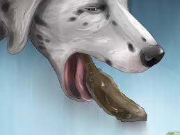 Comment Faire Vomir Un Chien 15 Etapes Avec Images