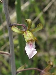 Image result for Macledium zeyheri