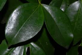 Image result for Strychnos henningsii