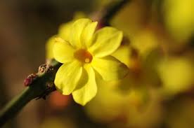 Discover the magic of the internet at imgur, a community powered entertainment destination. Winter Jasmine Vines Plant Care And Growing Guide