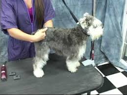 Schnauzer Grooming At Www Onlinegroomingschool Com Take A Free Test Drive