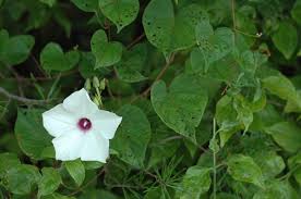 Image result for Ipomoea wightii