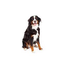 Bernese mountain dog puppies are adorable balls of fluff, and grow up to be sweet and loyal companions. Bernese Mountain Dog Puppies Petland Bolingbrook Il
