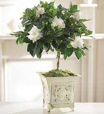Just flowers dot com is a great florist to send flowers. Gardenia Topiary 1800flowers Com
