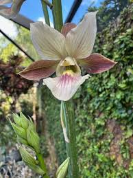 Image result for Eulophia longisepala