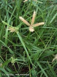 Image result for Daknopholis