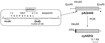 Plant cell diagram labeled in hindi. Transfected Aequorin In The Measurement Of Cytosolic Ca2 Concentration Ca2 C Journal Of Biological Chemistry