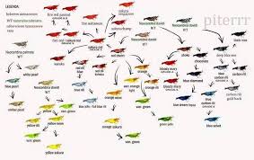 Infographics To Follow Up The Last Caridina Shrimp Chart