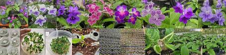 Image result for Streptocarpus