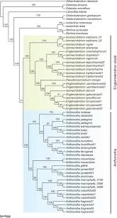 Image result for Englerodendron mengei