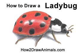 Even though it looks advanced, it's really not. How To Draw A Ladybug
