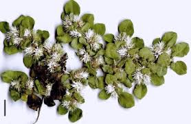 Image result for Alternanthera pungens