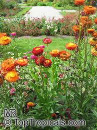 Strawflower Garden At Duckduckgo Plants Garden Foliage