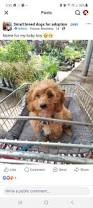 Image result for invalid dog wheelset