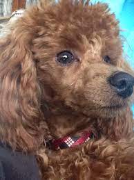 Leo 7 Months Red Miniature Poodle Miniature Poodle Poodle Poodle Puppy