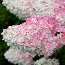 Image result for hydrangea paniculata vanille fraise