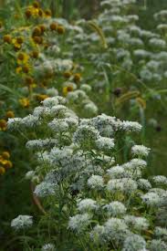 Image result for Phymaspermum