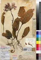 Image result for Scadoxus cinnabarinus