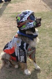 Want To Do This With My Dog Motocross Love Dirt Bike Girl Biker Dog