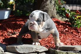 This is an expensive dog to breed for a variety of. Colors And Pricing How Much Does An English Bulldog Cost