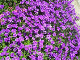 Le petunie sono piante da giardino molto comuni che possono essere utilizzate per abbellire giardini, aiuole e terrazzi.ne esistono di diversi tipi e varietà con fiori di dimensioni e colori diversi. Un Giardino Viola Melanzana La Finestra Di Stefania