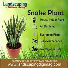 American wintergreen or teaberry scientifically known as gaultheria procumbens is a rhizomatous, creeping, groundcover belonging to ericaceae (heath family). Snake Plant Benefits Caring