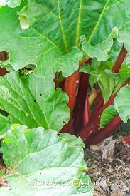 The Ultimate Rhubarb Guide: Grow, Harvest, Cook & Preserve - An Oregon  Cottage