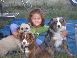 Australian shepherd puppies in california are extremely popular due to their unique coat coloring and active lifestyle. About Us Blue Moon