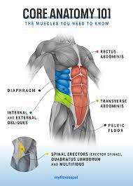 Here is a diagram that shows where each one is located Core Strengthening Exercises That Target Every Ab Muscle Fitness Myfitnesspal