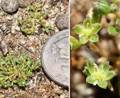 Image result for Polycarpon