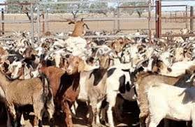 Chinese woman kill goat please subscribe to my channel help me reach 100 subscribers share this video. No Ban On Animal Sacrifice For Religious Purposes The New Indian Express